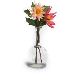 Dahlia in vintage vase isolated on white background