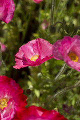 Pink Poppies - Flowers