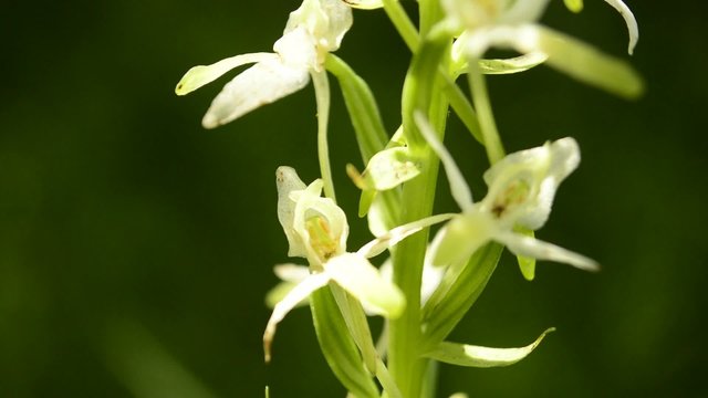Die Gr&uuml;nliche Waldhyazinthe,Platanthera chlorantha,
Orchidee der Schw&auml;bischen Alb
