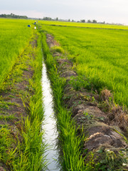 Parallel way in Green rice field and  small canal in the fields.