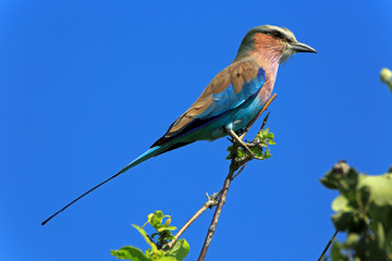 Gabelracke