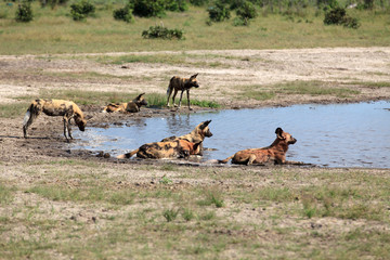 Wild Dogs
