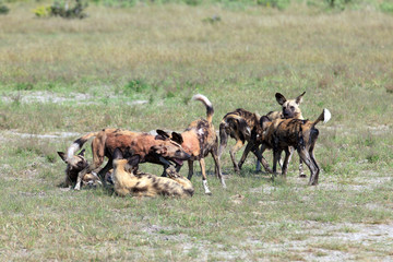 Wild Dogs