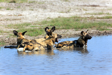 Wild Dogs