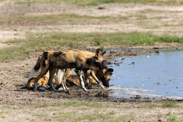Wild Dogs