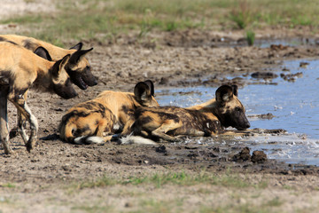 Wild Dogs