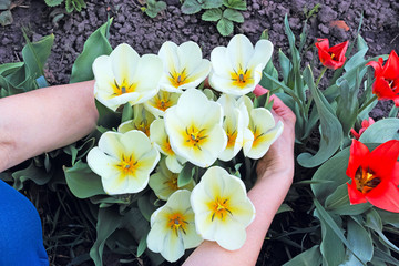 White tulips in hands on a flowerbed