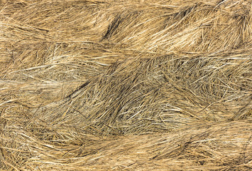 Texture of last year's grass.