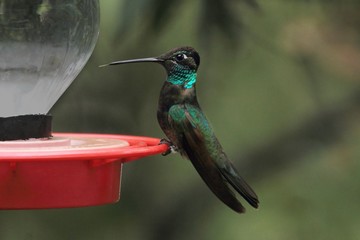Magnificent Hummingbird (Eugenes fulgens)
