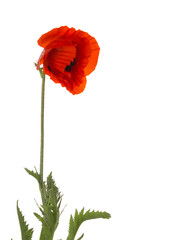 red poppy on a white background