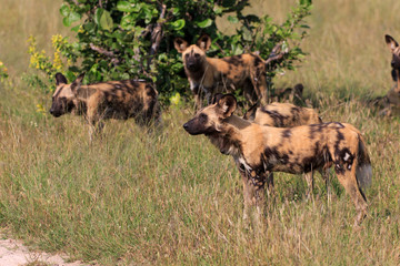 Wild Dogs