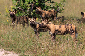 Wild Dogs