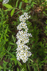 Blooming spirea.