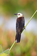 Leucistic Boat-tailed Grackle (Quiscalus major) with a white head