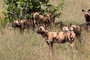 Wild Dogs