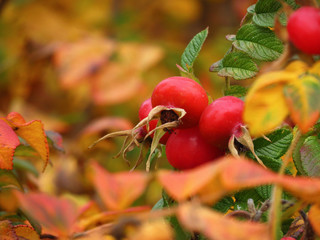 осенний шиповник