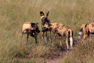 hyänenhund