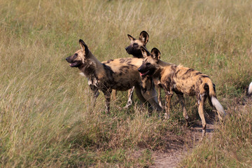 Wild Dogs