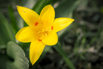 close up of a yellow flower in spring