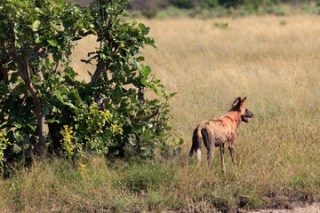 Fototapeta na wymiar hyänenhund