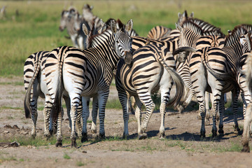 Zebras