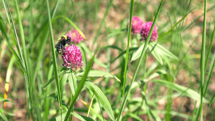 Bumblebee collecting nectar on a flower clover © Igor V. Podkopaev