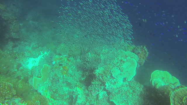 Coral Reef and Tropical Fish in Philippines