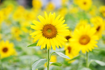 Fototapeta premium Sun Flowers