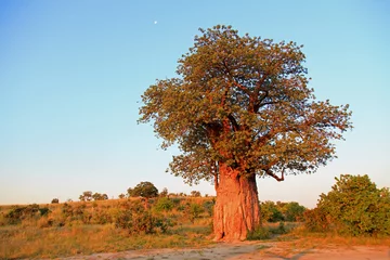 Papier Peint photo Lavable Baobab Baobab