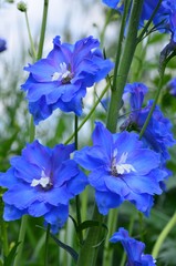 Blaue Blumen blühen im Sommergarten