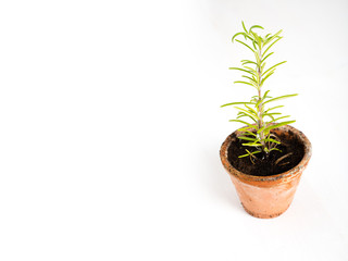 Homegrown rosemary in a pot on white background with negative sp