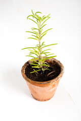 Homegrown rosemary in a pot on white background
