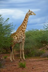 Obraz premium Giraffe (giraffa camelopardalis) in der Kalahari