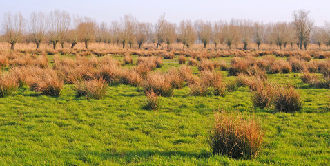 marshes with pollard willows in nature reserve park assebroekse meersen, flanders