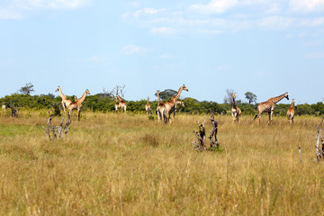Giraffenherde