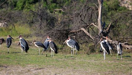 Marabu