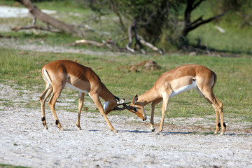 Impalas