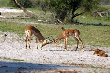 Impalas