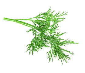 dill isolated on white background