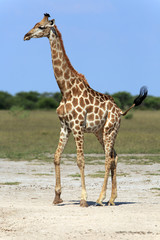 Giraffenbulle