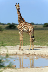 Giraffenbulle