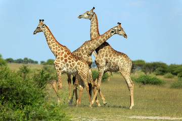 Giraffenbullen