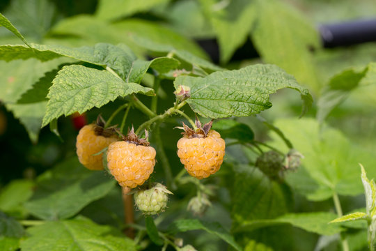 Yellow Raspberry