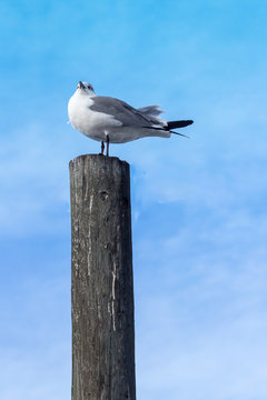 Seagull On Post Profile - Gray and White Seagull Standing Atop a Gray Bird Fecal Stained Wooden Post