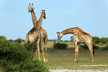 Giraffen