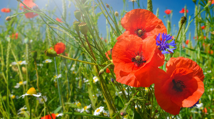 Obraz premium Poppies