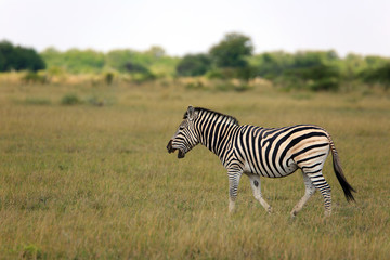 Zebra
