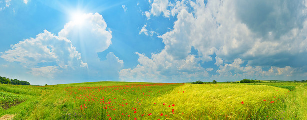 Thundery clouds above wheat and poppy fields © denis_333