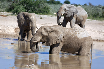 Fototapeta na wymiar Elefanten am Wasserloch