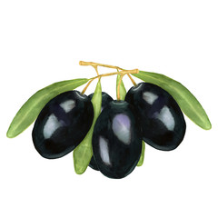 Watercolor vector illustration of black olives on twig with leafs